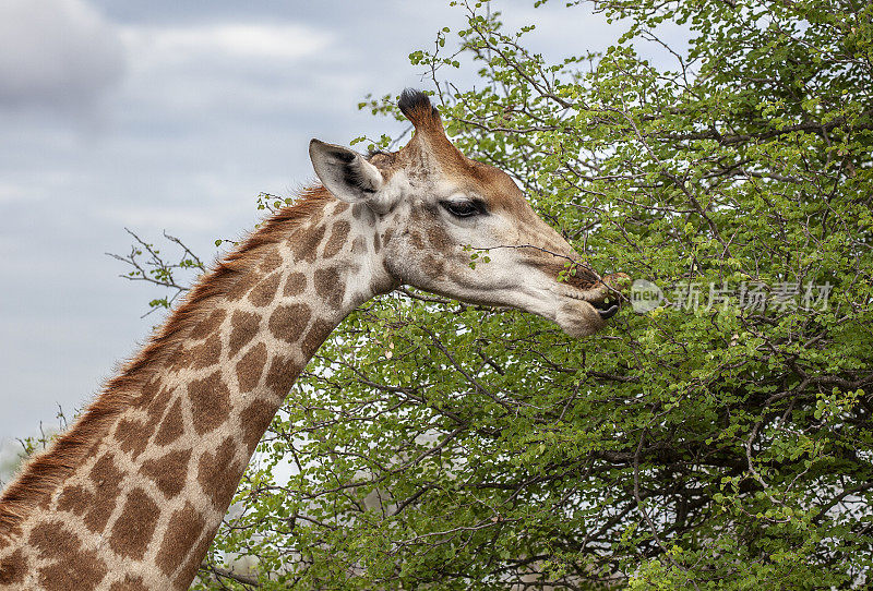 南方长颈鹿的特写，长颈鹿/长颈鹿驼背长颈鹿在浏览。克鲁格NP，南非